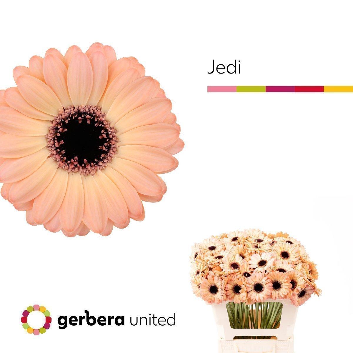 Срезанные цветы оптом Germini jedi от 80шт из Голландии с доставкой по России