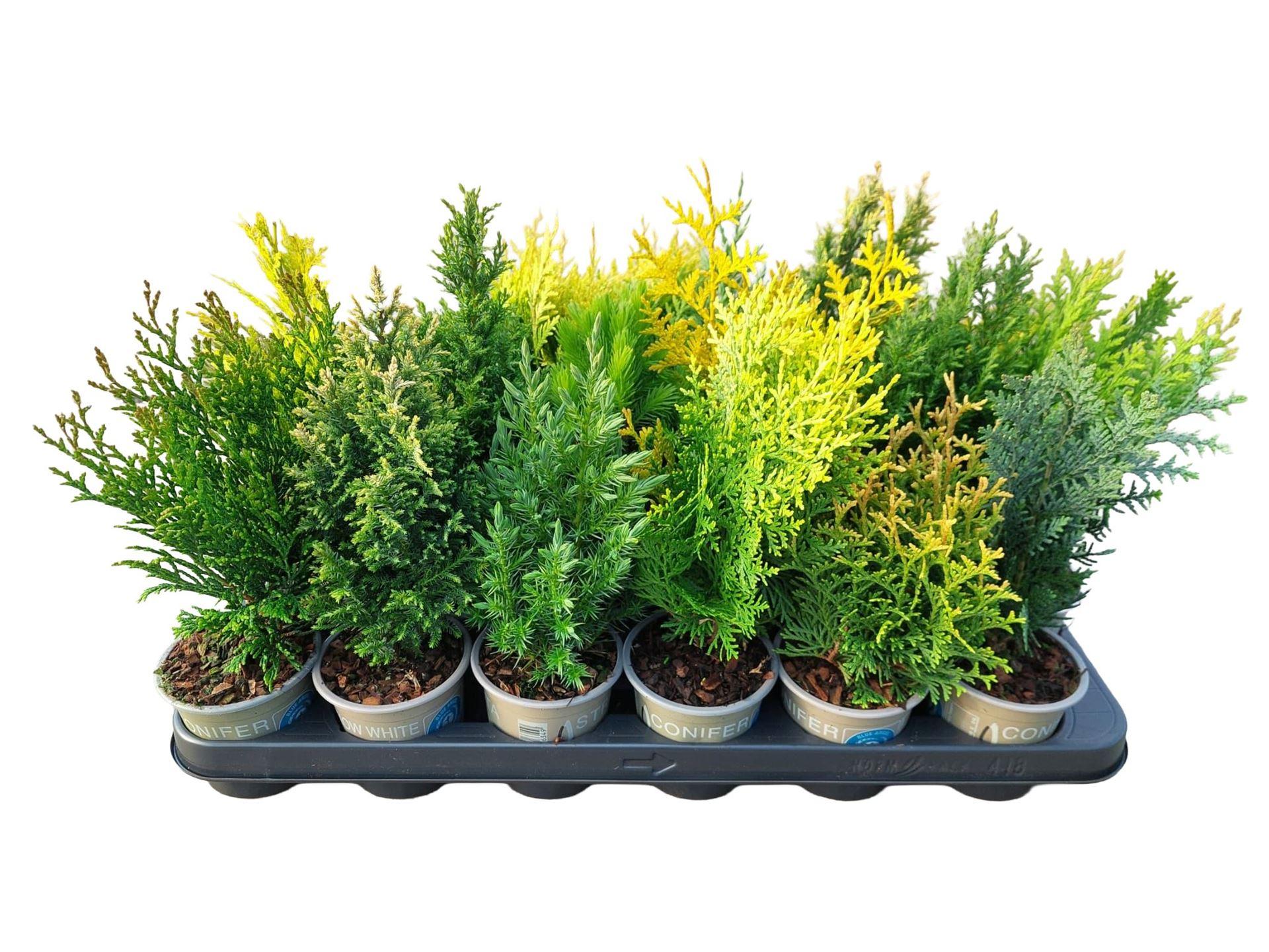Горшечные цветы и растения оптом Conifers ...mix от 18шт (для телеги) из Голландии с доставкой по России