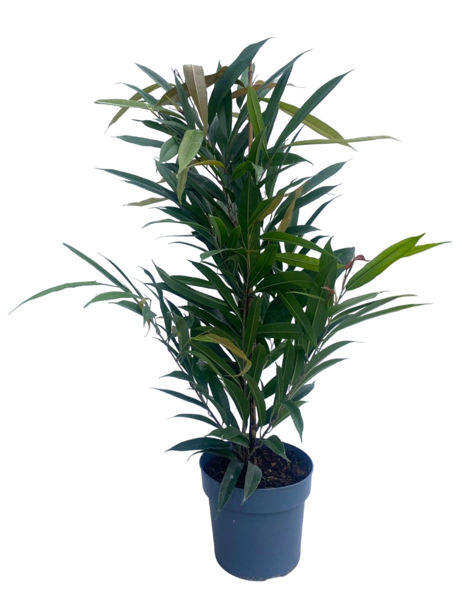 Горшечные цветы и растения оптом Ficus Bin Amstel King от 1шт из Голландии с доставкой по России