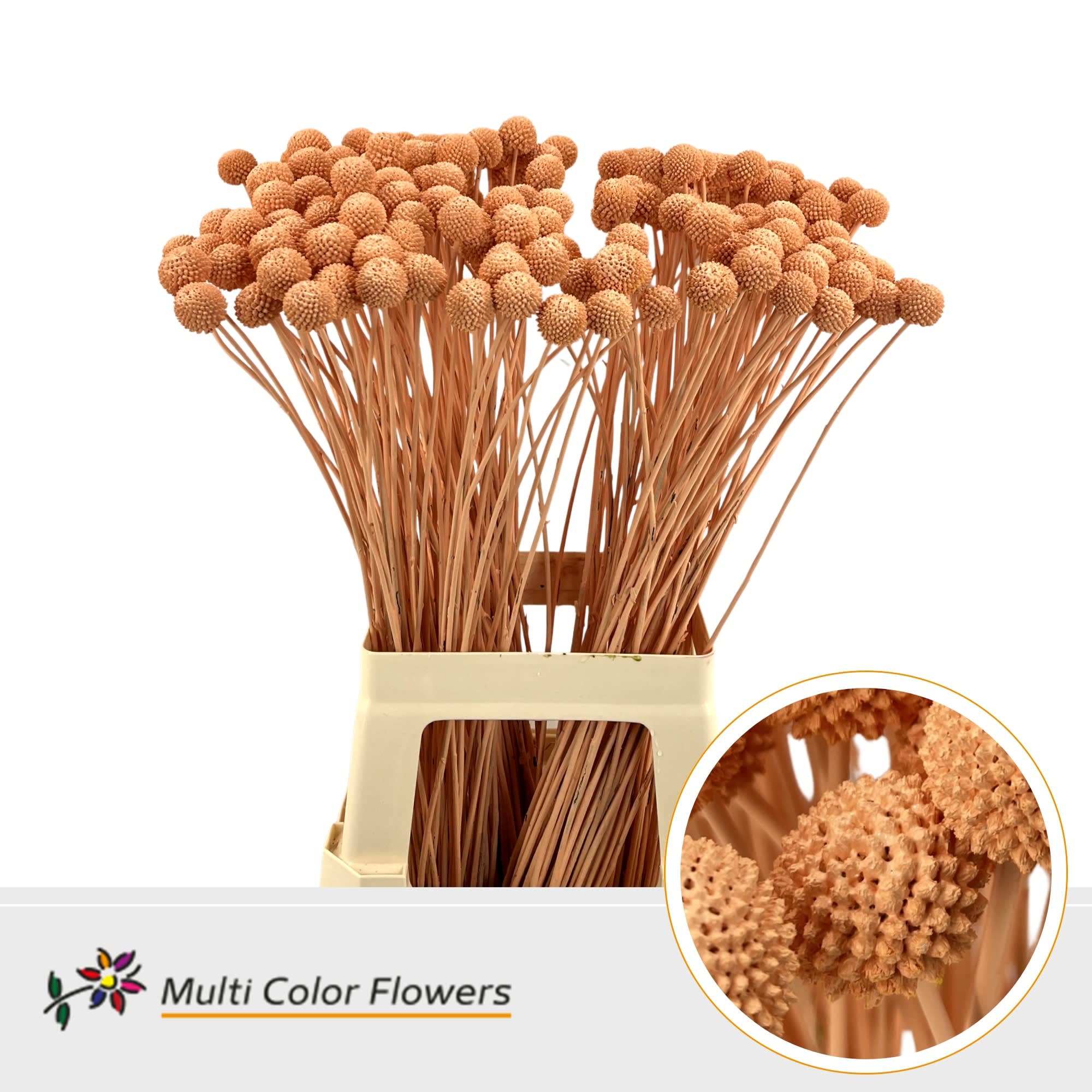 Срезанные цветы оптом Craspedia paint apricot от 200шт из Голландии с доставкой по России