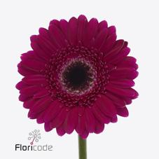 Срезанные цветы оптом Germini diamond wembley от 20шт из Голландии с доставкой по России