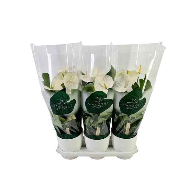 Горшечные цветы и растения оптом Anth An White 6+ Ceramic (amazone) от 3шт из Голландии с доставкой по России