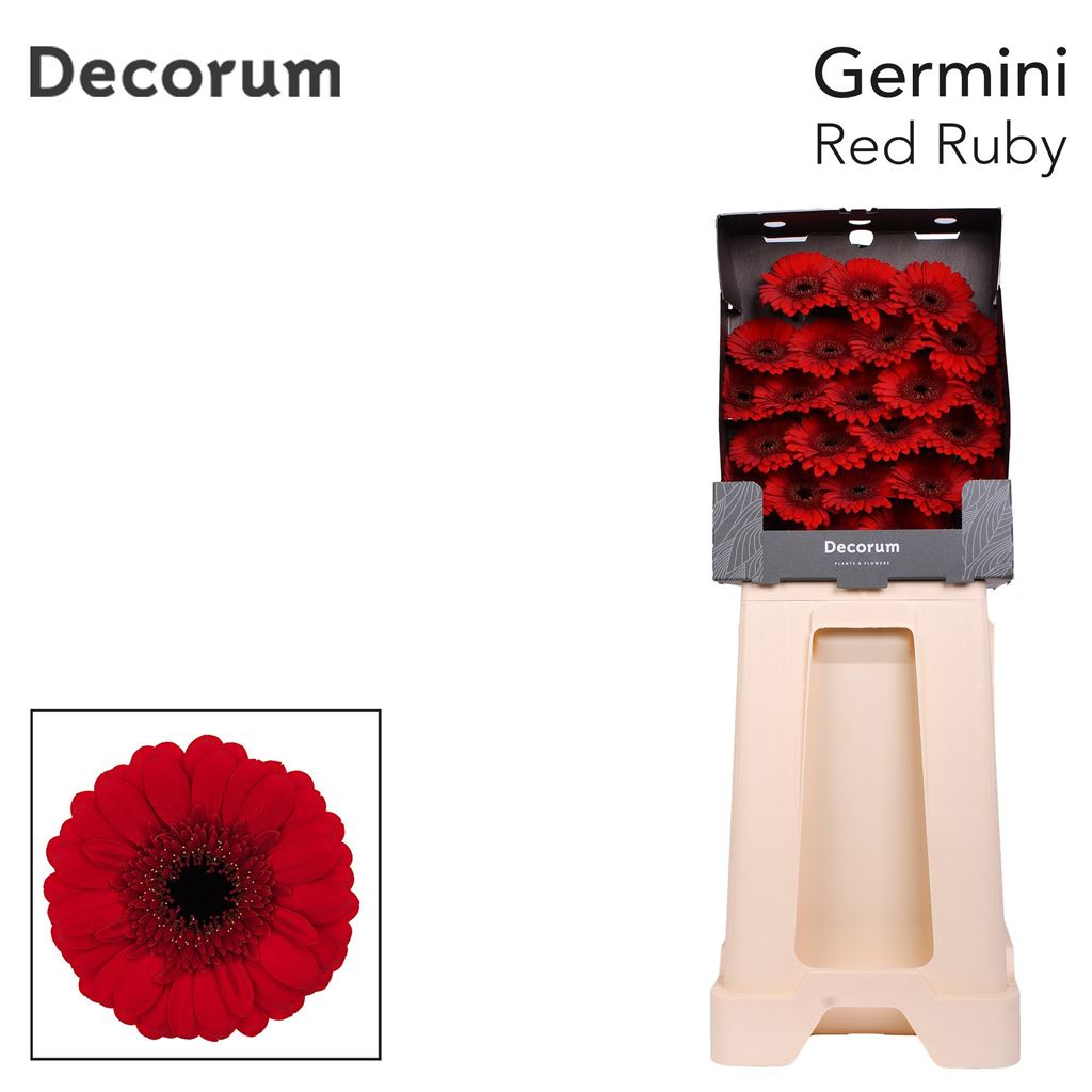 Срезанные цветы оптом Germini diamond red ruby от 75шт из Голландии с доставкой по России