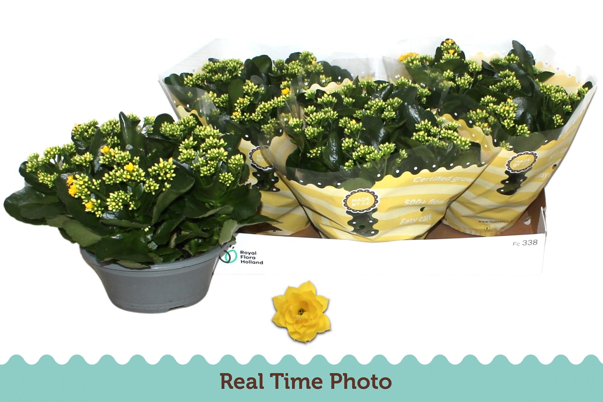 Горшечные цветы и растения оптом Kal Ge Amarillo Yell от 3шт из Голландии с доставкой по России