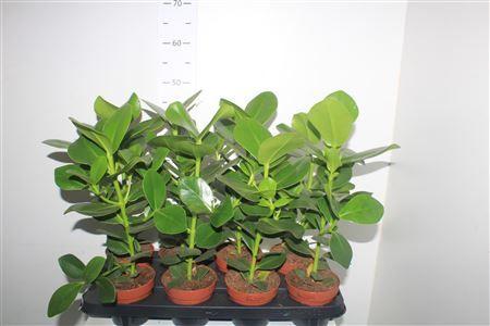 Горшечные цветы и растения оптом Clusia Princess от 8шт из Голландии с доставкой по России