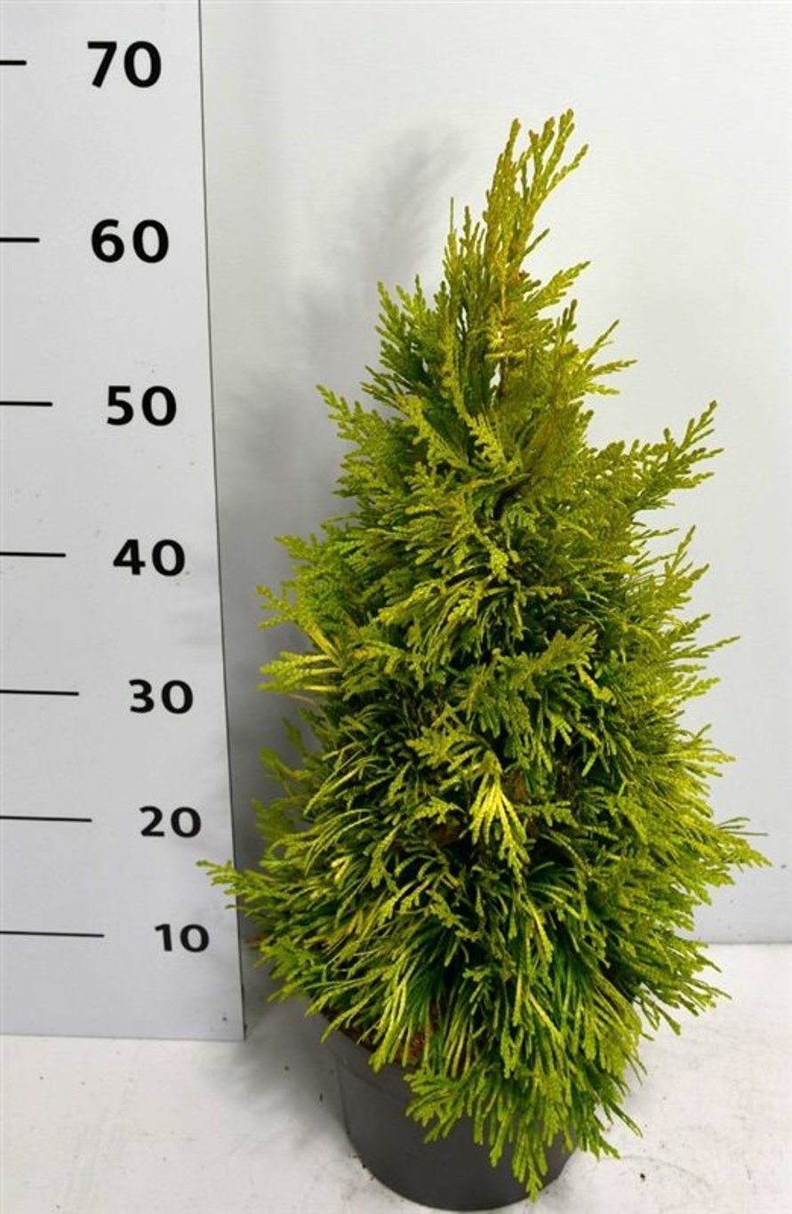 Горшечные цветы и растения оптом Thuja Plic 4 Evergoldy от 1шт из Голландии с доставкой по России