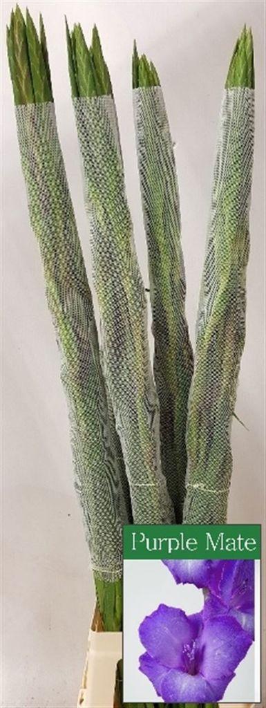 Срезанные цветы оптом Gladiolus la purple mate от 50шт из Голландии с доставкой по России