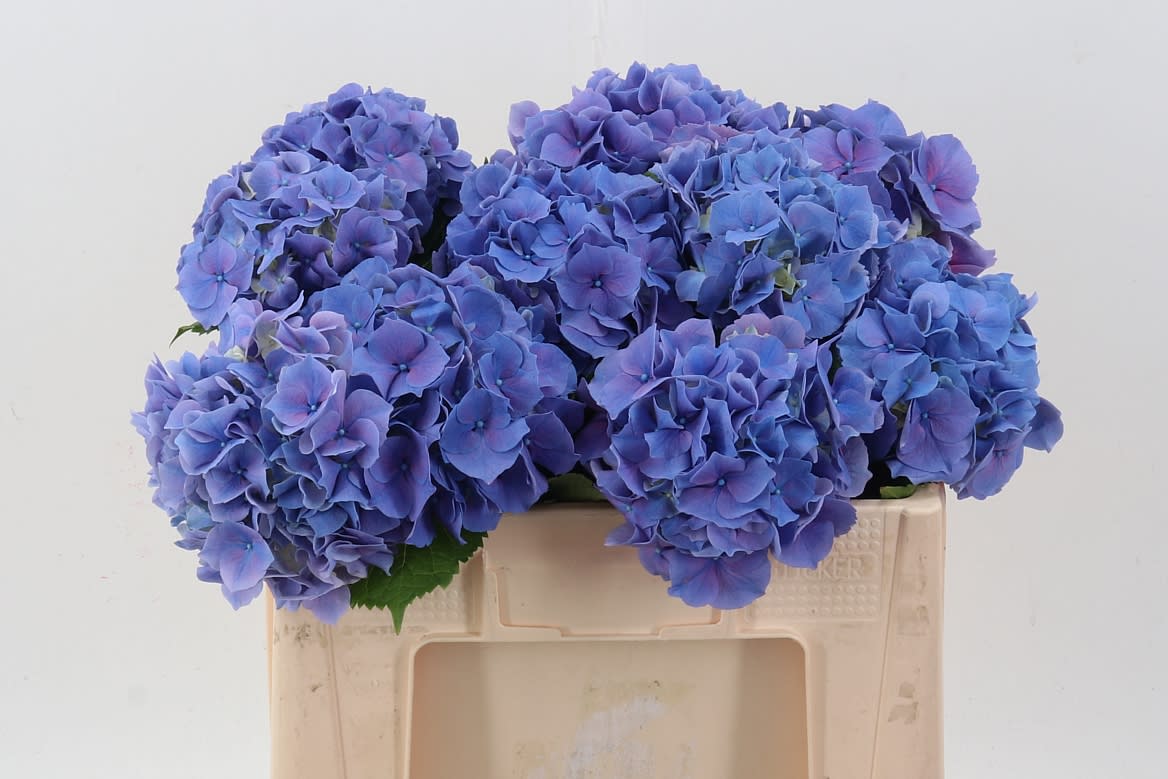 Срезанные цветы оптом Hydrangea cassanova от 10шт из Голландии с доставкой по России