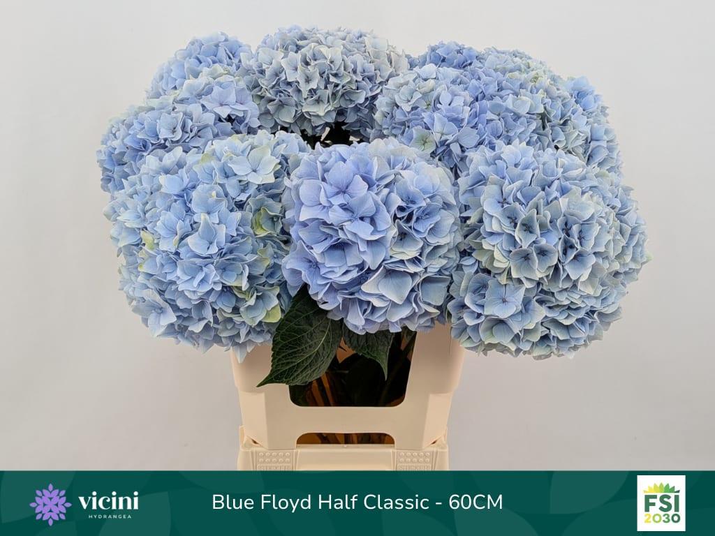Срезанные цветы оптом Hydrangea mag pink floyd blue от 10шт из Голландии с доставкой по России