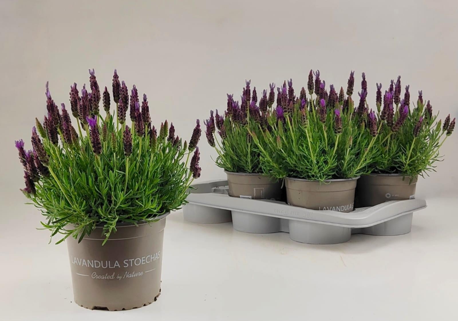 Горшечные цветы и растения оптом Lavan Stoechas от 6шт из Голландии с доставкой по России