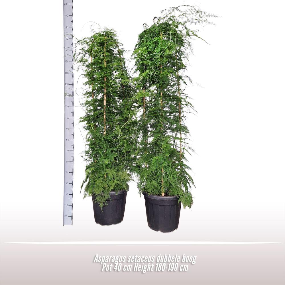 Горшечные цветы и растения оптом Asparagus   ... от 1шт из Голландии с доставкой по России