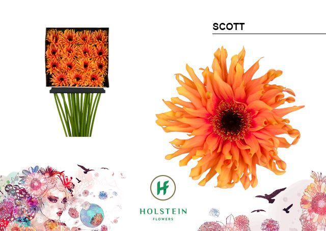 Срезанные цветы оптом Gerbera diamond gerpasta scott от 15шт из Голландии с доставкой по России