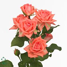 Срезанные цветы оптом Rosa spray barbados от 30шт из Голландии с доставкой по России