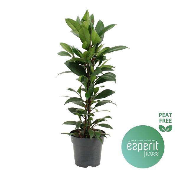 Горшечные цветы и растения оптом Ficus Cyathistipula Compacta от 6шт из Голландии с доставкой по России