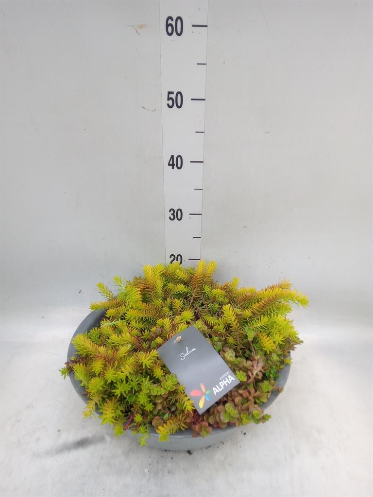 Горшечные цветы и растения оптом Sedum   ...mix от 1шт из Голландии с доставкой по России