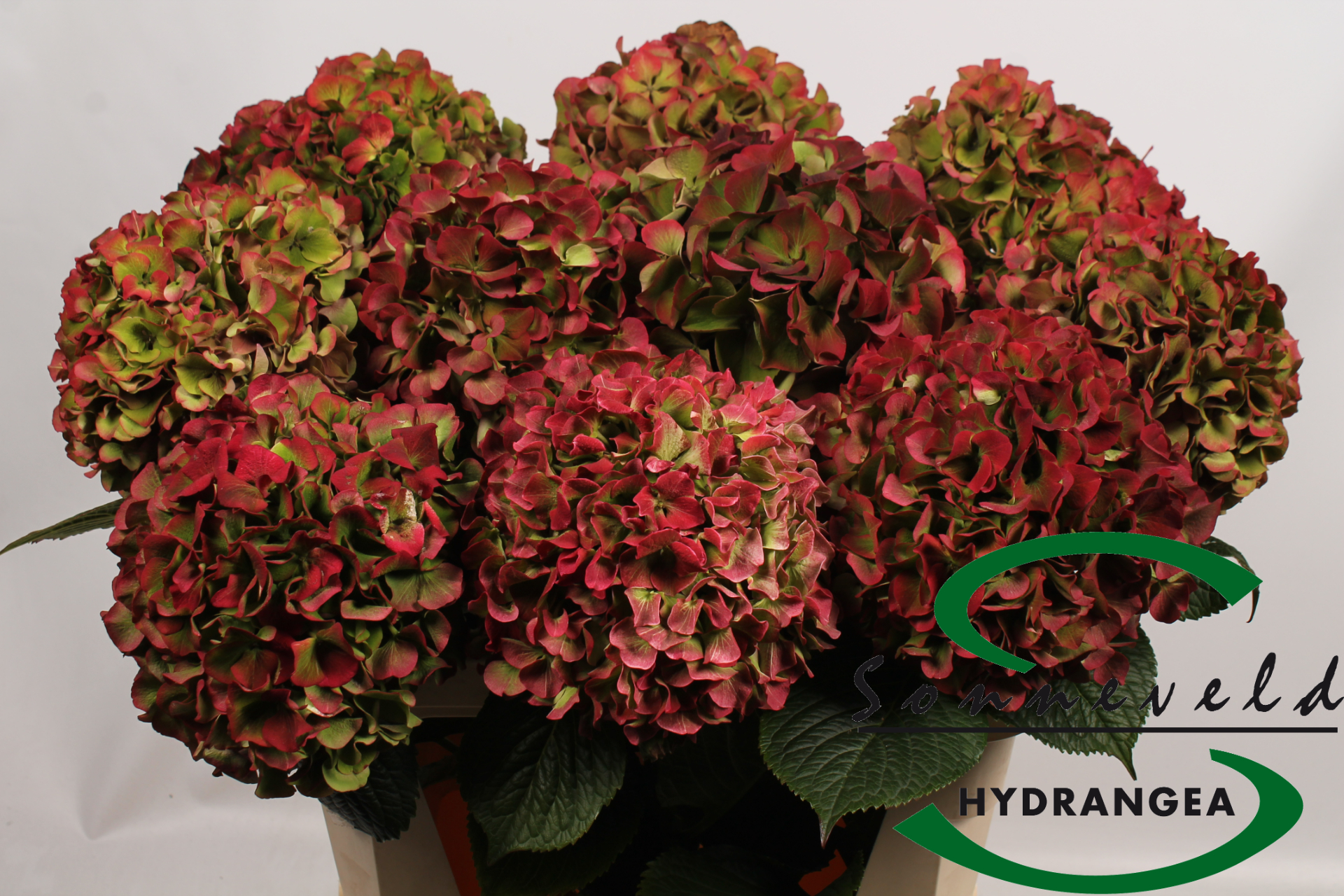 Срезанные цветы оптом Hydrangea vuurbaak от 10шт из Голландии с доставкой по России