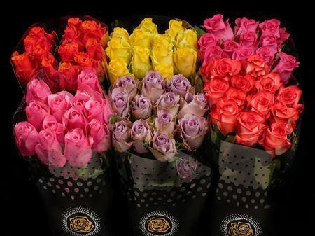 Срезанные цветы оптом Rosa ec mix in bucket от 120шт из Голландии с доставкой по России