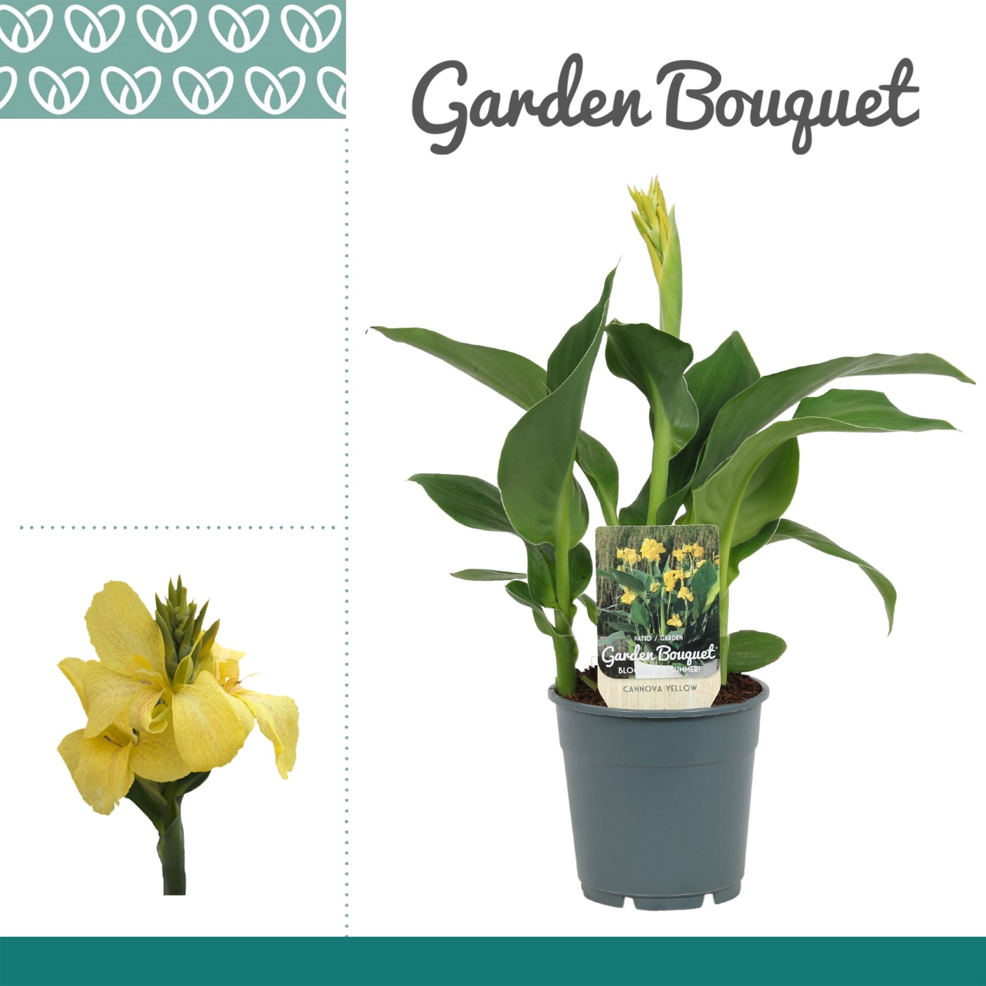 Горшечные цветы и растения оптом Canna Yellow от 10шт из Голландии с доставкой по России