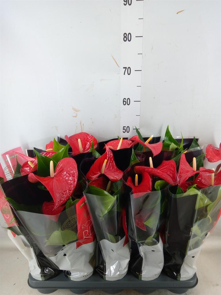 Горшечные цветы и растения оптом Anth An Querida 4+ от 10шт из Голландии с доставкой по России