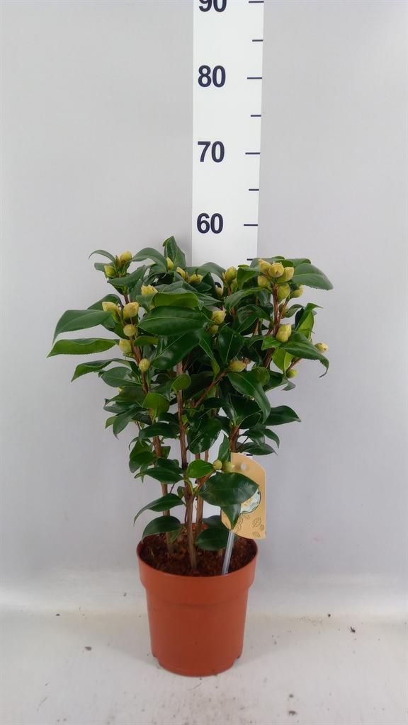 Горшечные цветы и растения оптом Camellia Japonica brushfield Yell от 6шт из Голландии с доставкой по России