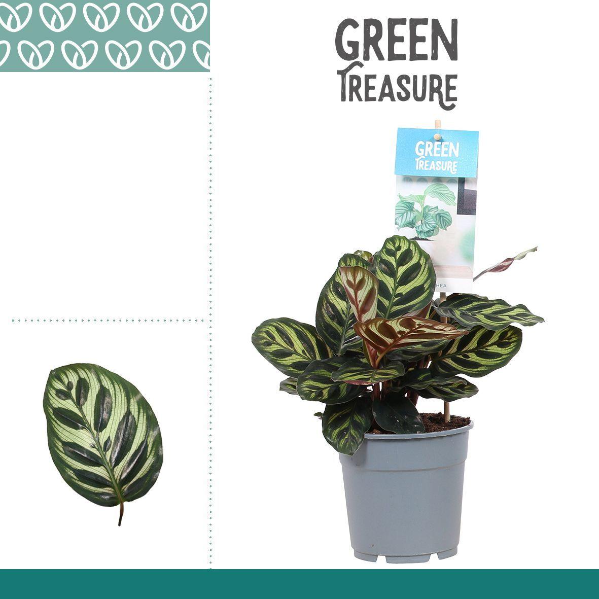 Горшечные цветы и растения оптом Calathea Makoyana от 6шт из Голландии с доставкой по России