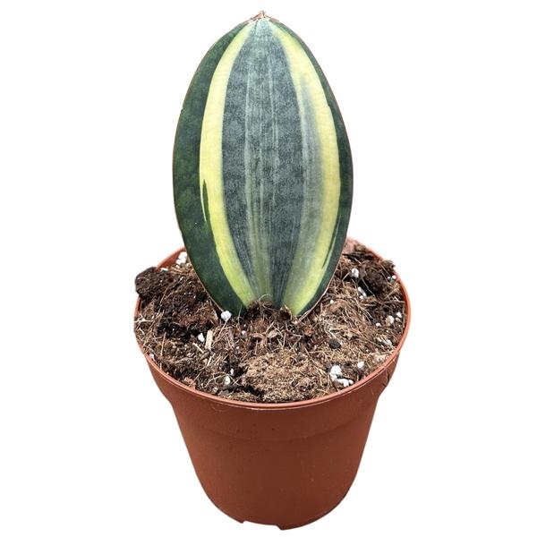 Горшечные цветы и растения оптом Sansevieria Masoniana от 1шт из Голландии с доставкой по России