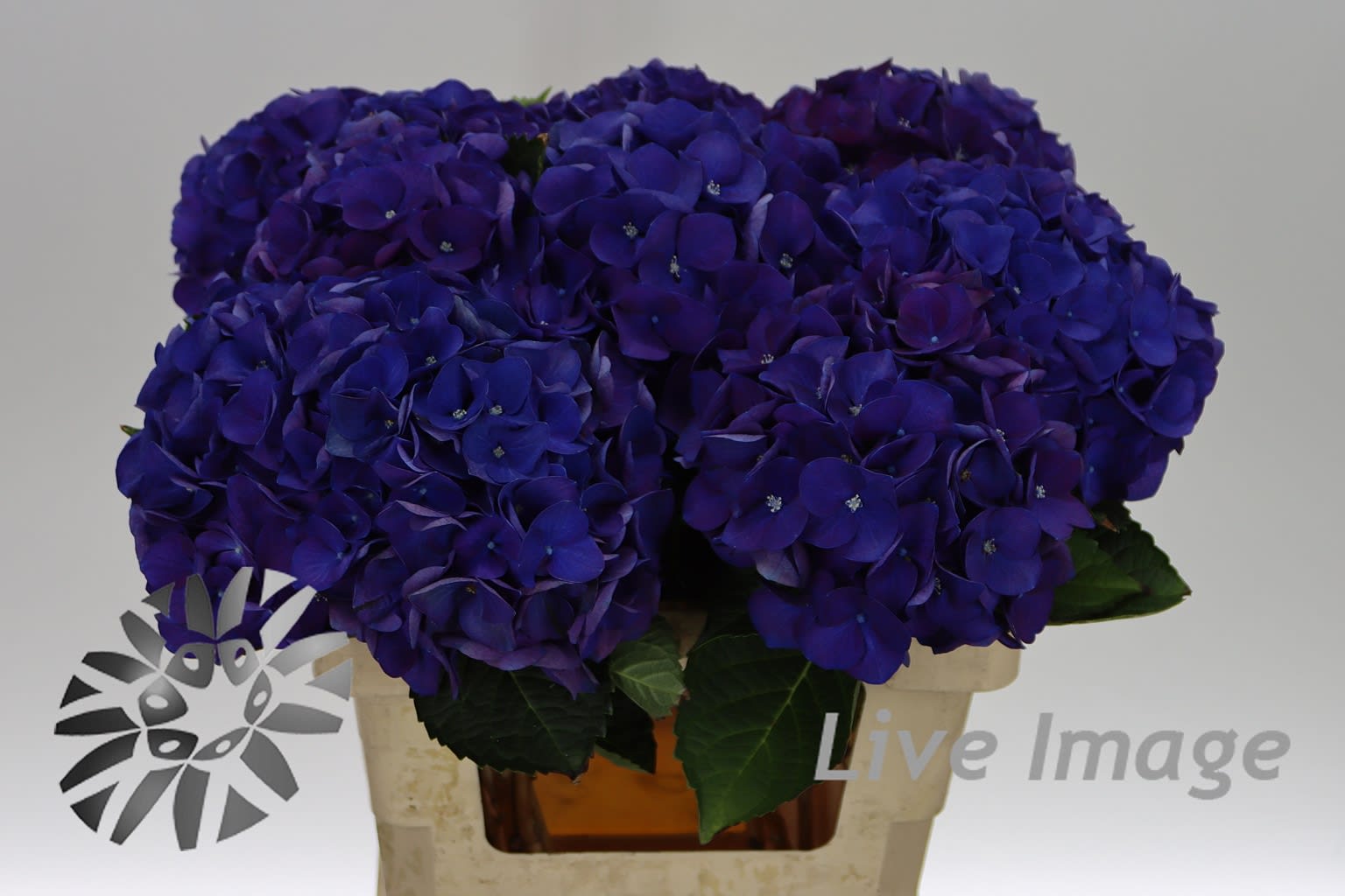 Срезанные цветы оптом Hydrangea royal anne от 10шт. из Голландии с доставкой по России