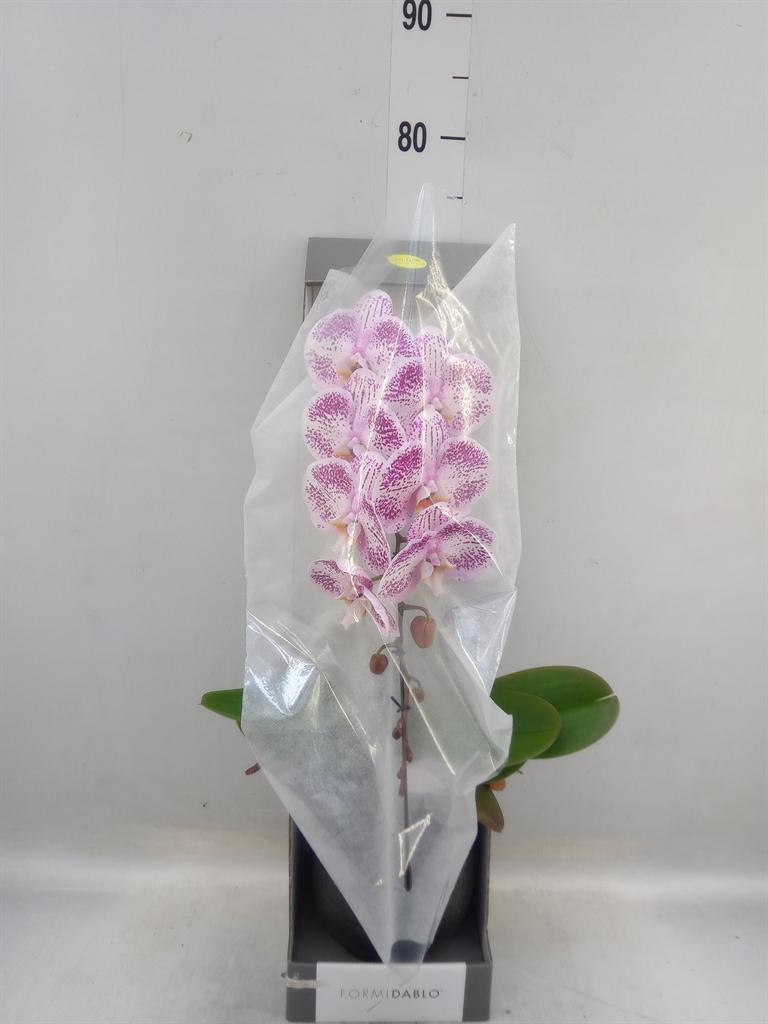 Горшечные цветы и растения оптом Phalaenopsis   ...lilac от 1шт из Голландии с доставкой по России