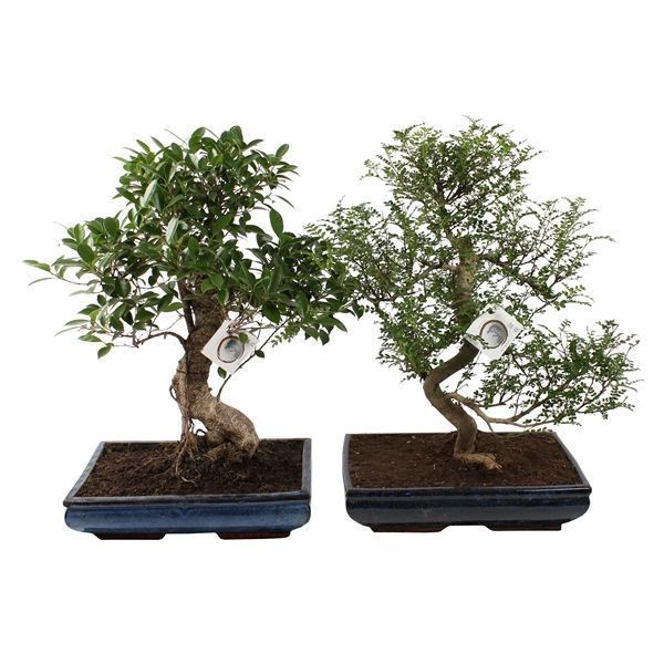 Горшечные цветы и растения оптом Bonsai Mix In Ceramic от 1шт из Голландии с доставкой по России