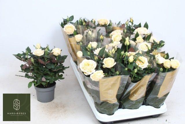 Горшечные цветы и растения оптом Ro Belami Kordana Gr от 15шт из Голландии с доставкой по России