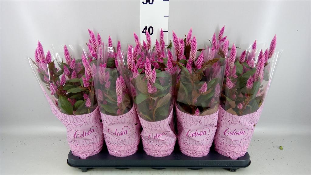 Горшечные цветы и растения оптом Celosia Spic. merida Pink от 10шт из Голландии с доставкой по России