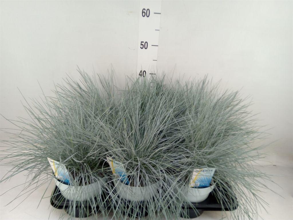 Горшечные цветы и растения оптом Festuca Glauca Intense Blue от 6шт из Голландии с доставкой по России