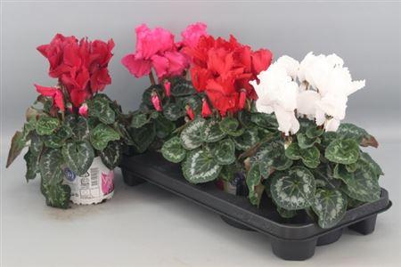 Горшечные цветы и растения оптом Cycl Gr Hal Curly от 3шт (для телеги) из Голландии с доставкой по России