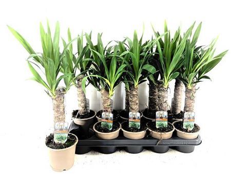 Горшечные цветы и растения оптом Yucca 15cm Stem 2+ от 10шт из Голландии с доставкой по России