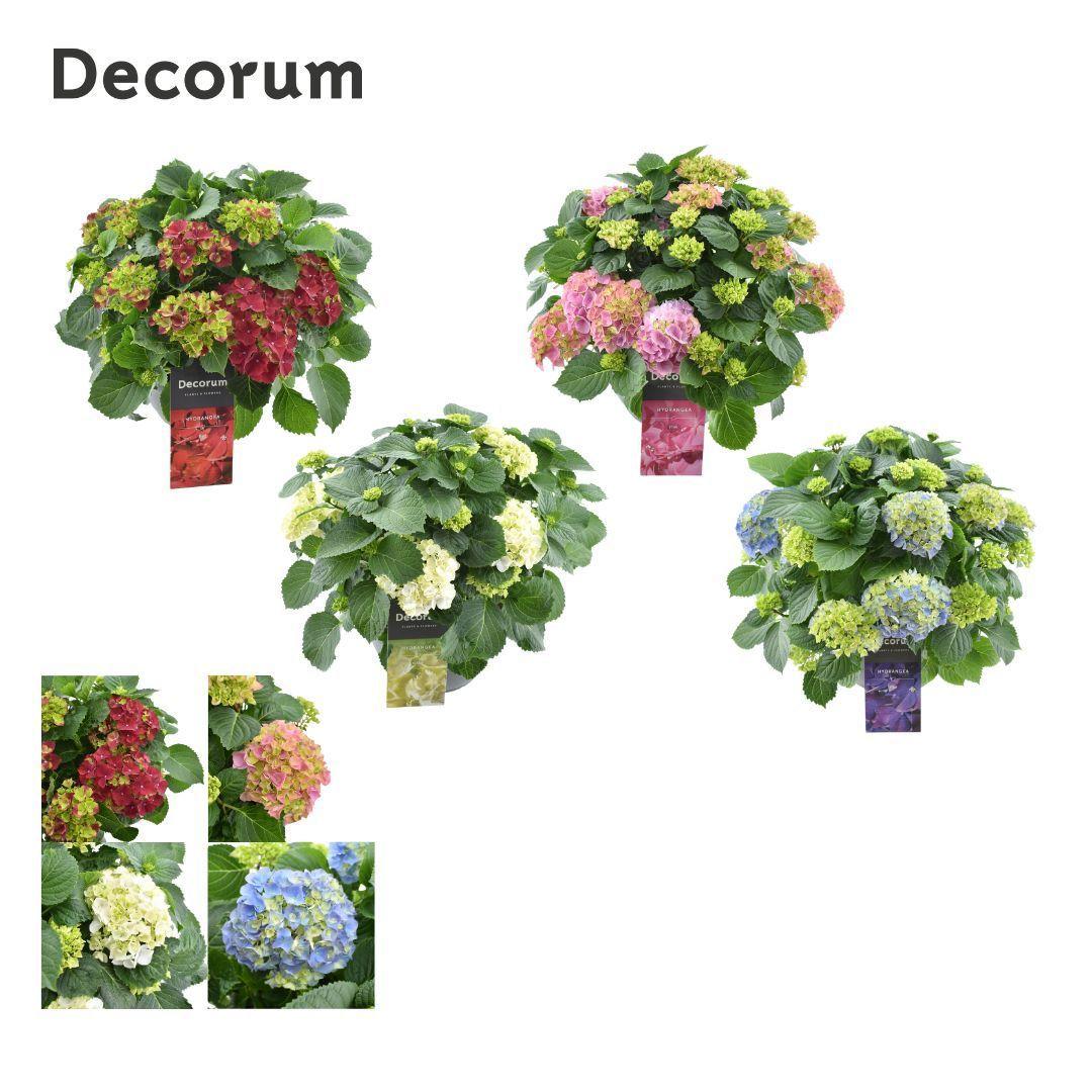 Горшечные цветы и растения оптом Hydrangea Schaal Diverse Kleuren Per Kar (decorum) от 1шт из Голландии с доставкой по России