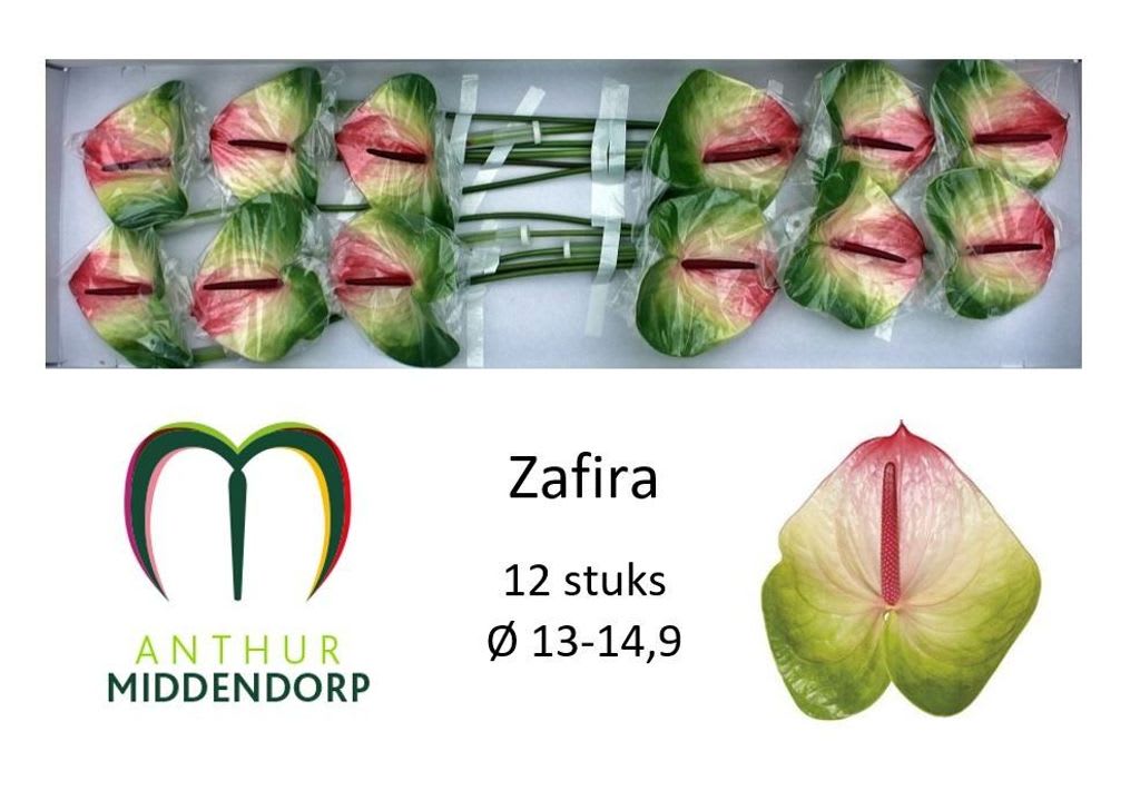 Срезанные цветы оптом Anthurium zafira от 12шт. из Голландии с доставкой по России