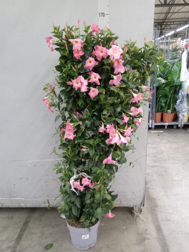 Горшечные цветы и растения оптом Mandevilla   ... от 1шт из Голландии с доставкой по России