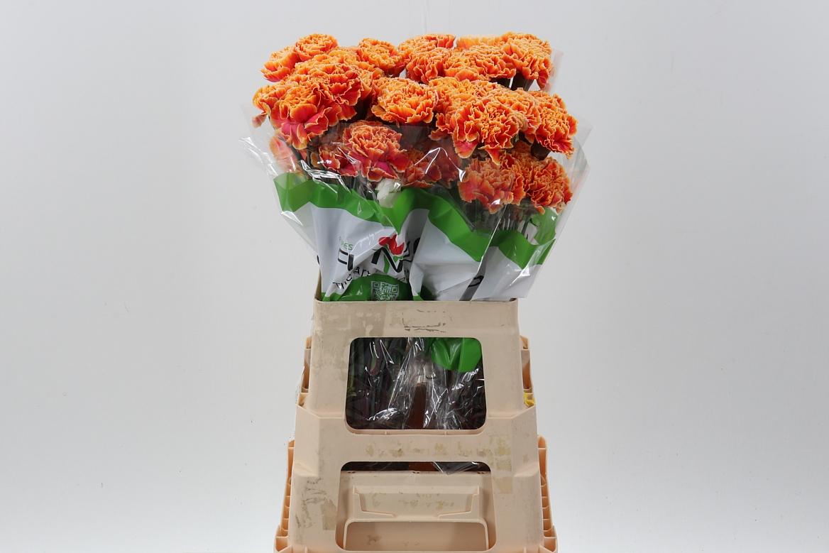 Срезанные цветы оптом Dianthus st paint fireball от 80шт из Голландии с доставкой по России