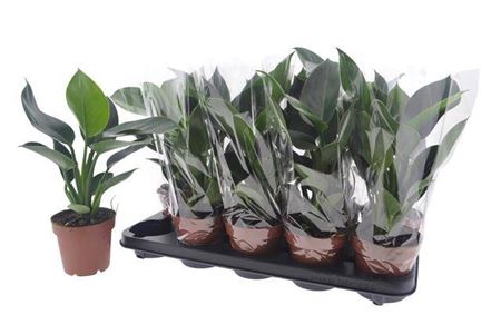 Горшечные цветы и растения оптом Phil Green Princess от 10шт из Голландии с доставкой по России