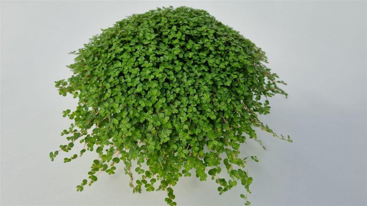 Горшечные цветы и растения оптом Soleirolia So Groen от 8шт из Голландии с доставкой по России