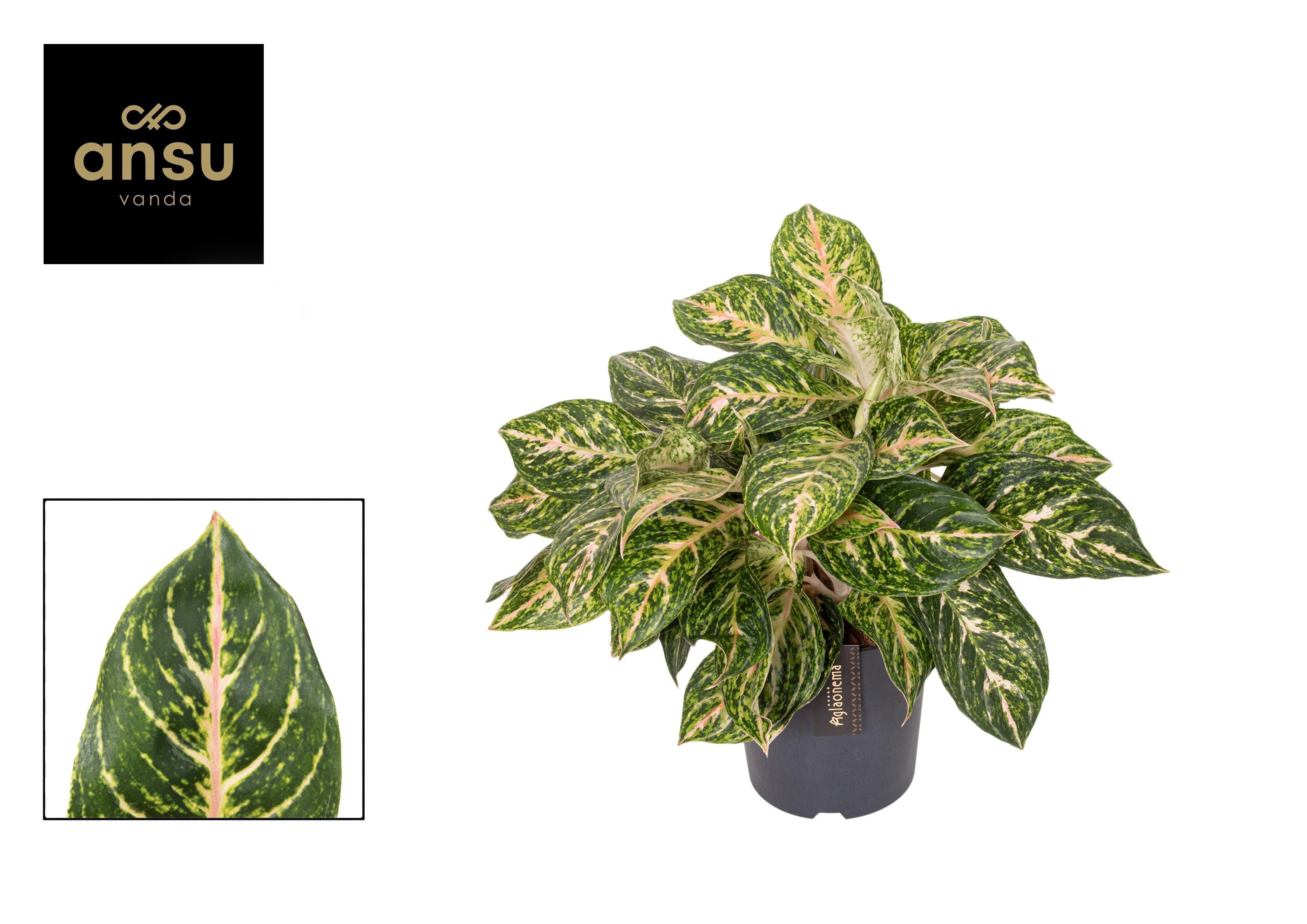 Горшечные цветы и растения оптом Aglaonema Melon Candy от 3шт из Голландии с доставкой по России