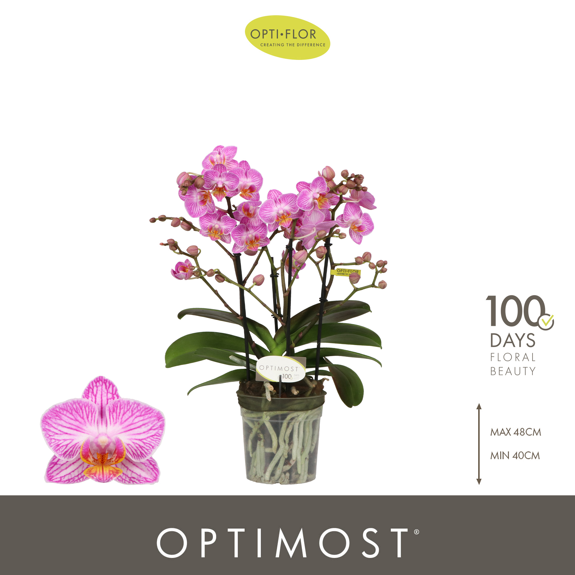 Горшечные цветы и растения оптом Phal 4st Optimost Honeybee 40+ (opti) от 6шт из Голландии с доставкой по России