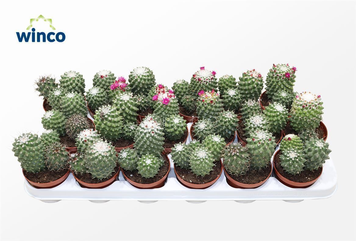 Горшечные цветы и растения оптом Mammillaria Toluca от 18шт (для телеги) из Голландии с доставкой по России