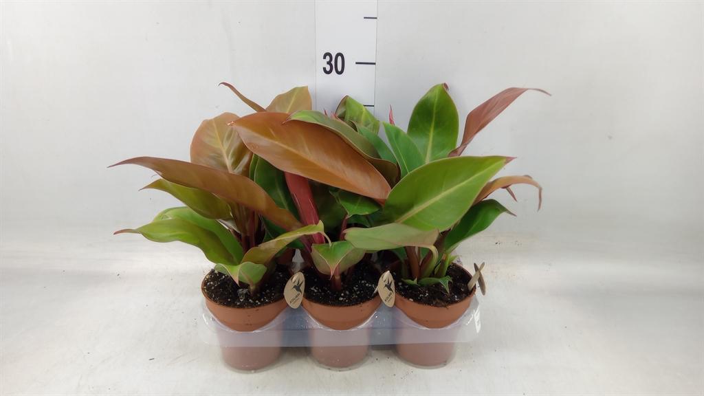 Горшечные цветы и растения оптом Philodendron ... от 6шт (для телеги) из Голландии с доставкой по России Горшечные цветы и растения оптом Philodendron ... от 6шт (для телеги) из Голландии с доставкой по России