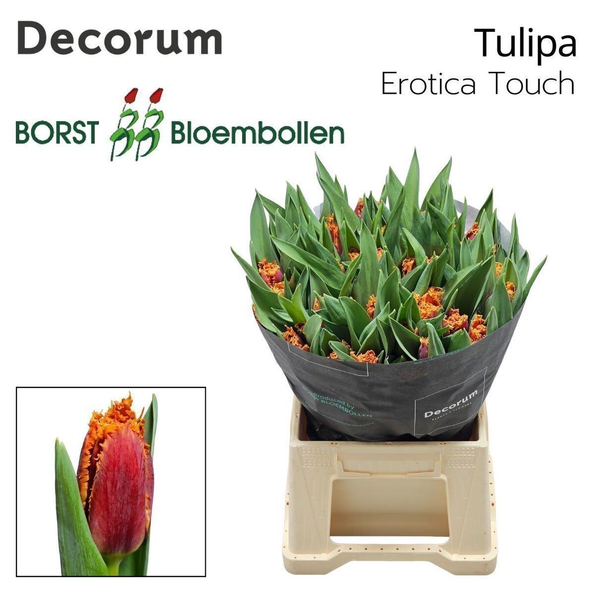 Срезанные цветы оптом Tulipa fr erotic touch от 50шт из Голландии с доставкой по России
