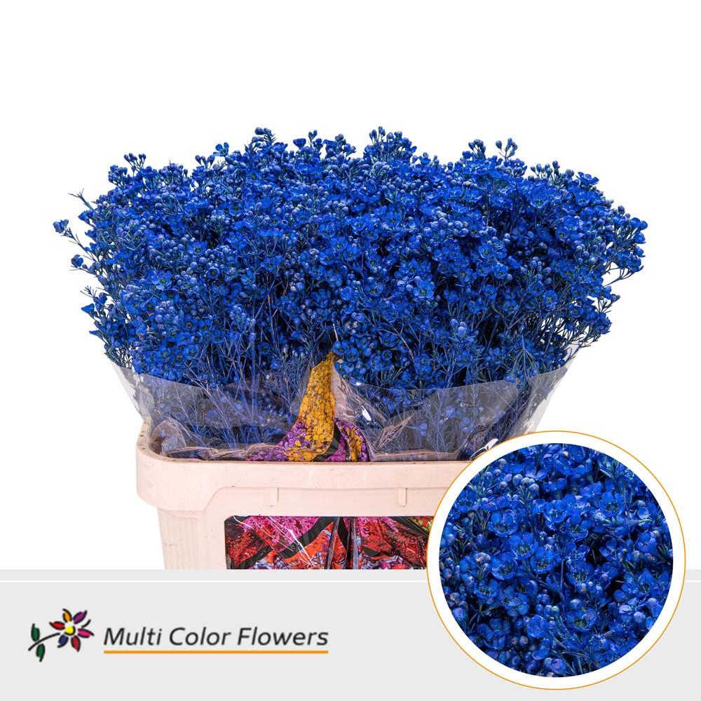 Срезанные цветы оптом Chamelaucium paint blue dark от 75шт из Голландии с доставкой по России