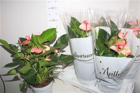 Горшечные цветы и растения оптом Anthu A Mystique 6+ от 6шт из Голландии с доставкой по России