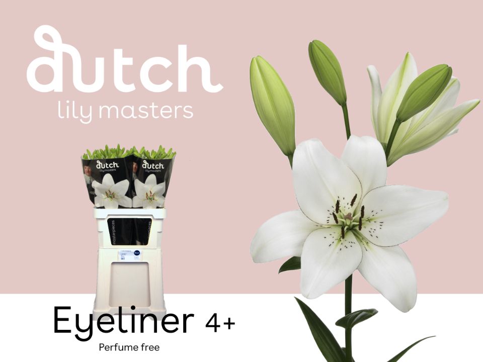 Срезанные цветы оптом Lilium la eyeliner от 60шт. из Голландии с доставкой по России