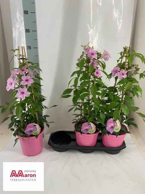 Горшечные цветы и растения оптом Pand Jasminoides от 3шт из Голландии с доставкой по России