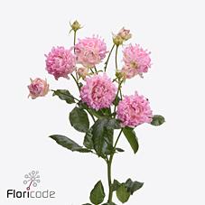 Срезанные цветы оптом Rosa spray #sweety от 25шт из Голландии с доставкой по России Срезанные цветы оптом Rosa spray #sweety от 25шт из Голландии с доставкой по России